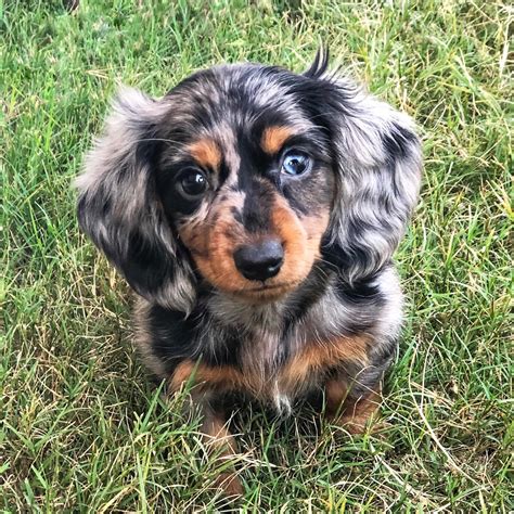 mini doxie puppies for sale in oregon|mini dachshund sale 500.00.